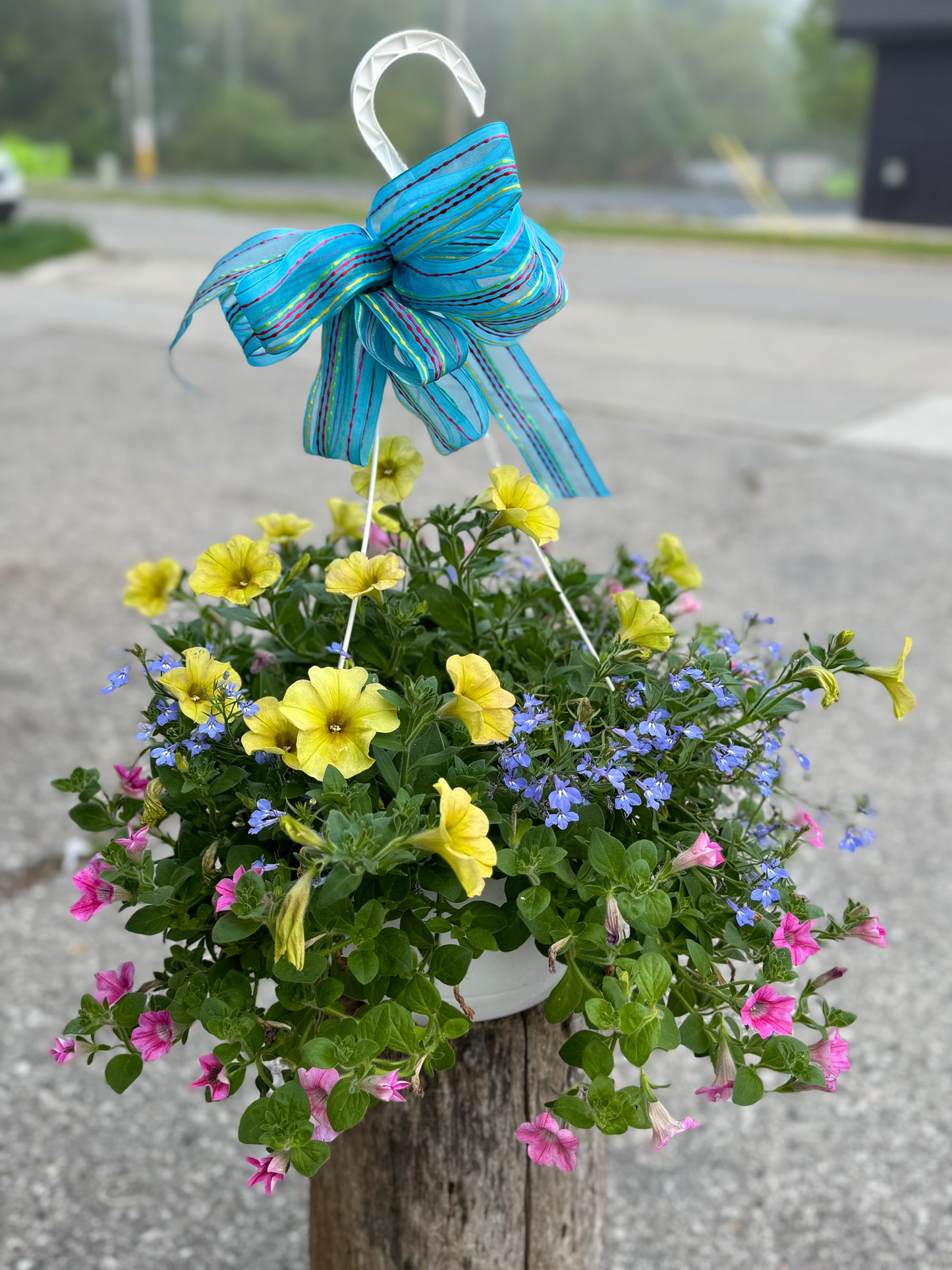 Hanging Basket Flowering Plant
