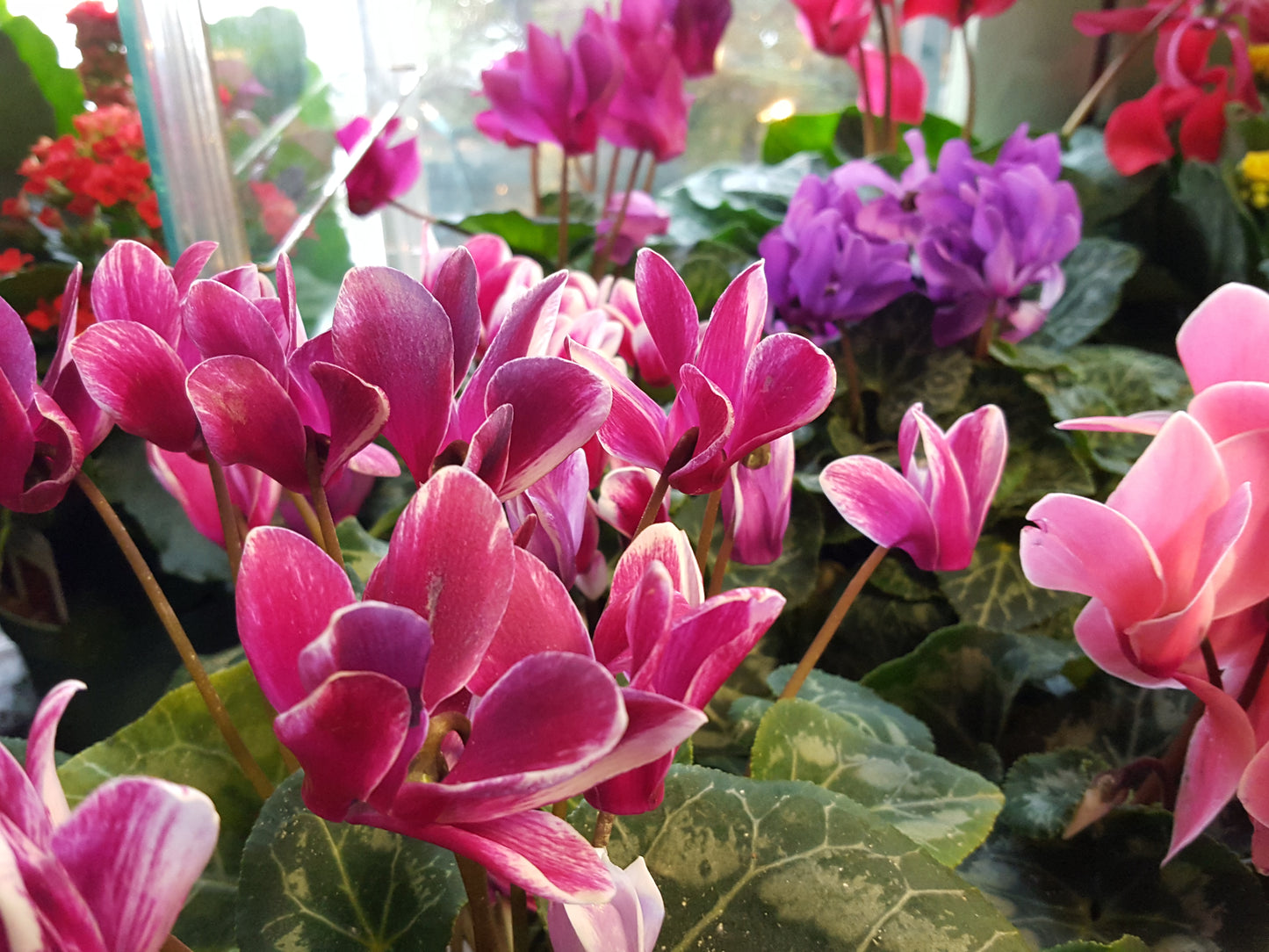Cyclamen Potted Plant