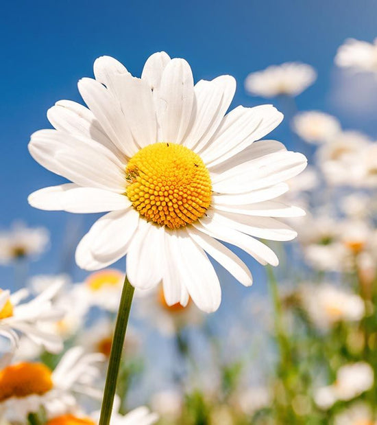 The Timeless Charm: The History of the Daisy: