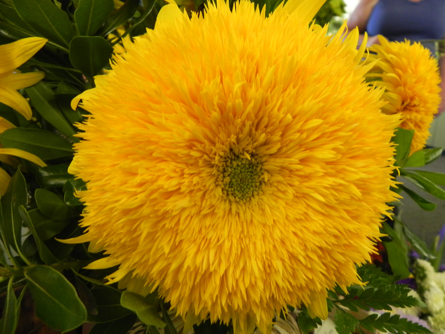 Blooms Through Time: A Journey into the Past and Future of the Fresh Flower Business