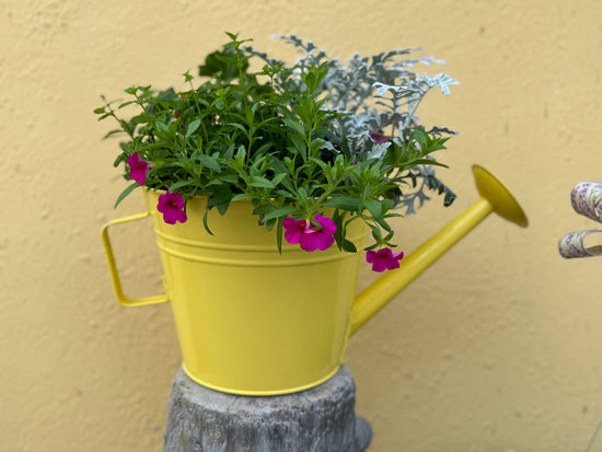Flowering Plant in Giant Watering Can