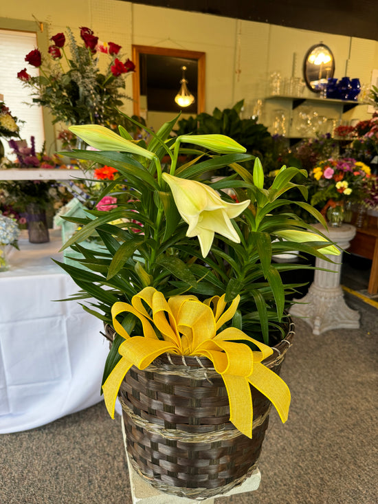 Easter Lily Plant