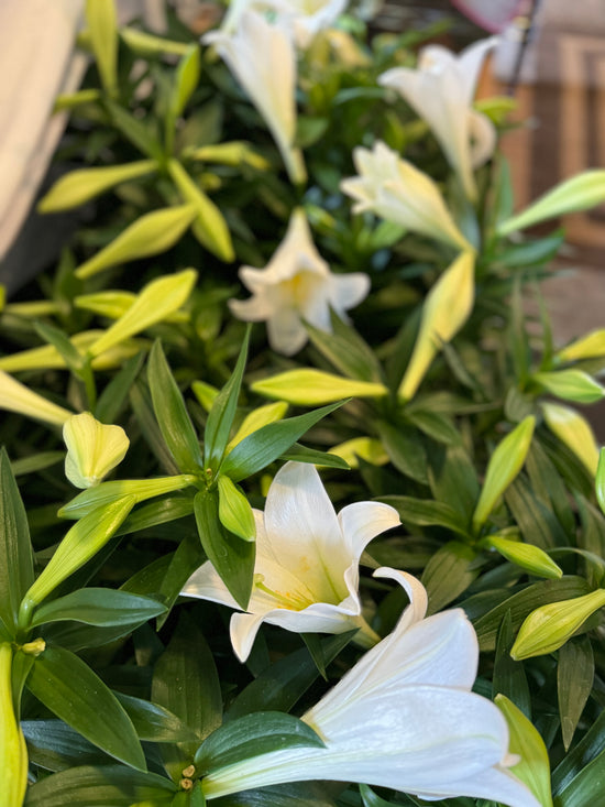 Easter Lily Plant