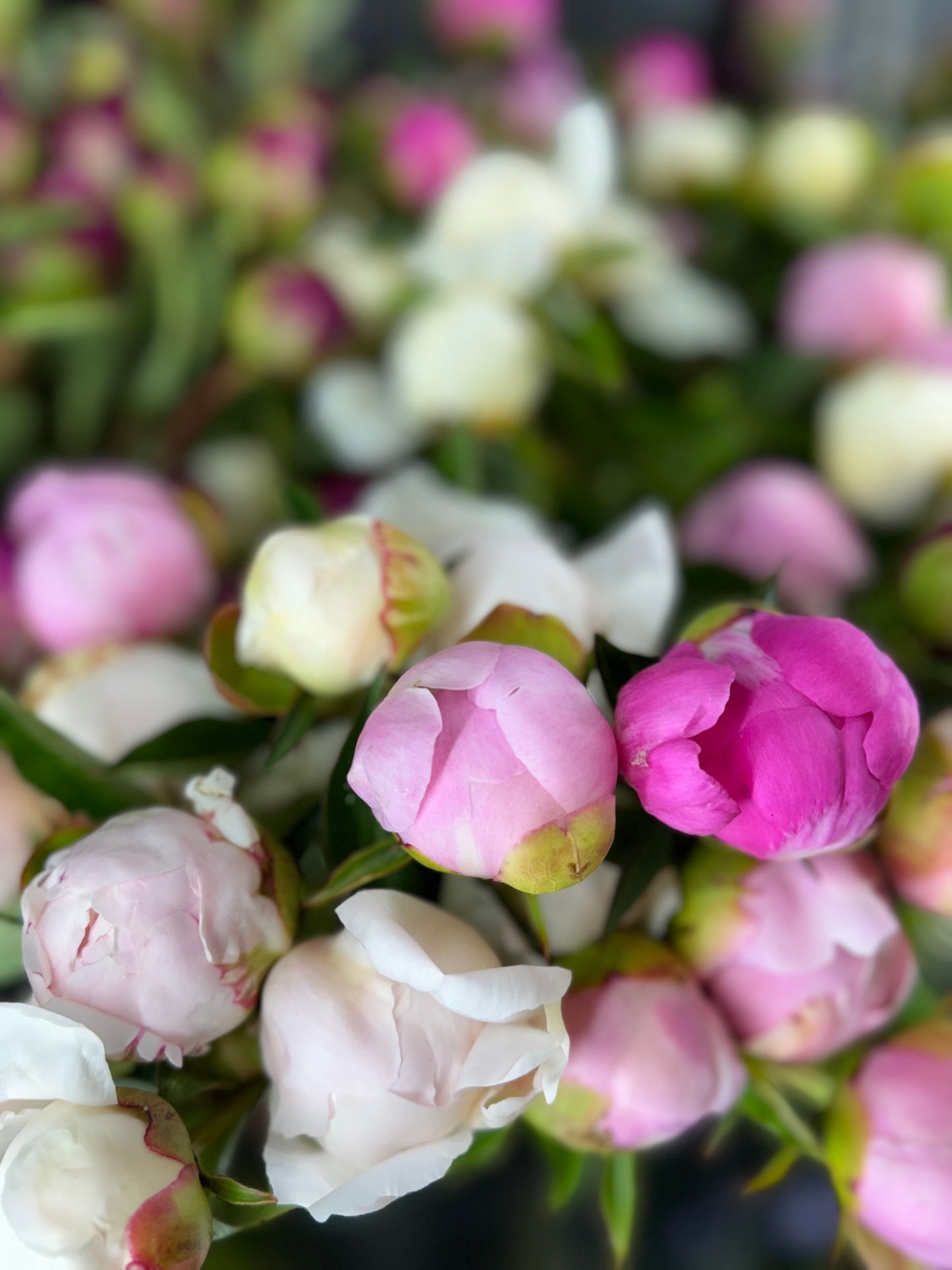 Peony Arrangement - Designers Choice