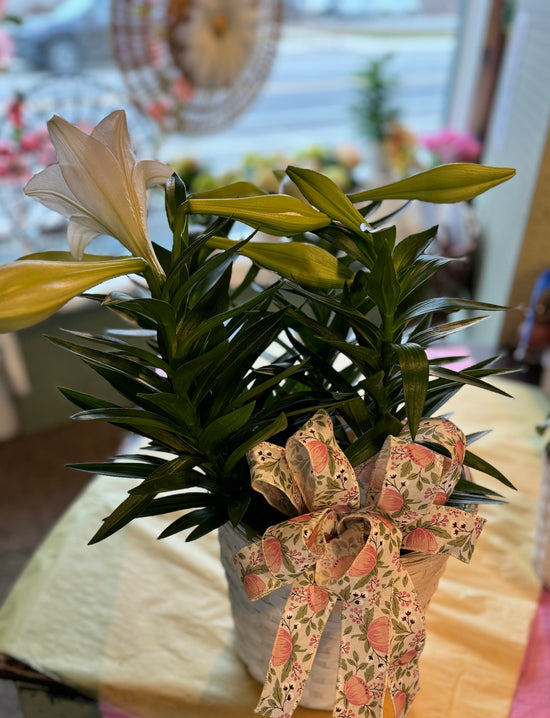 Easter Lily Plant