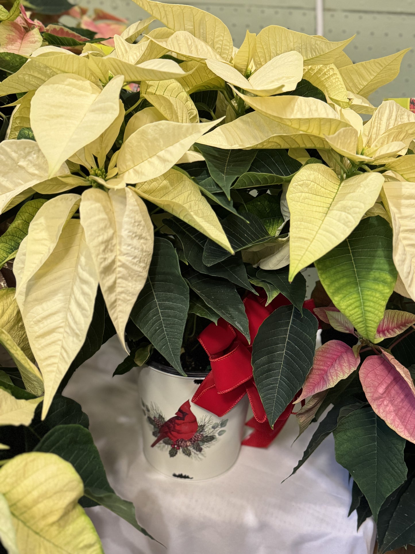 Poinsettia