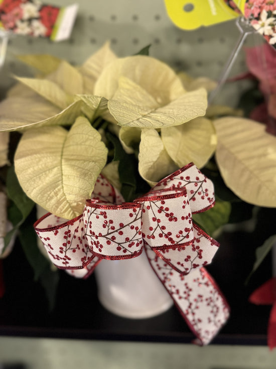 Poinsettia