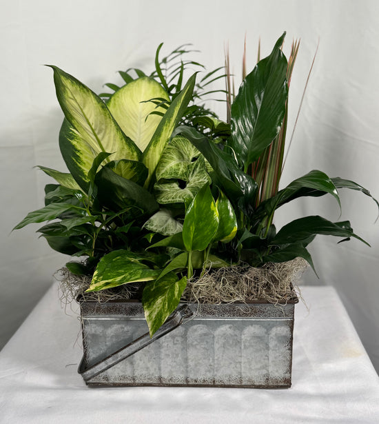 Load image into Gallery viewer, Dish Garden
