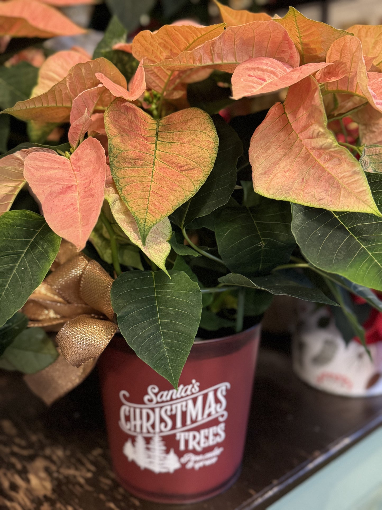 Poinsettia