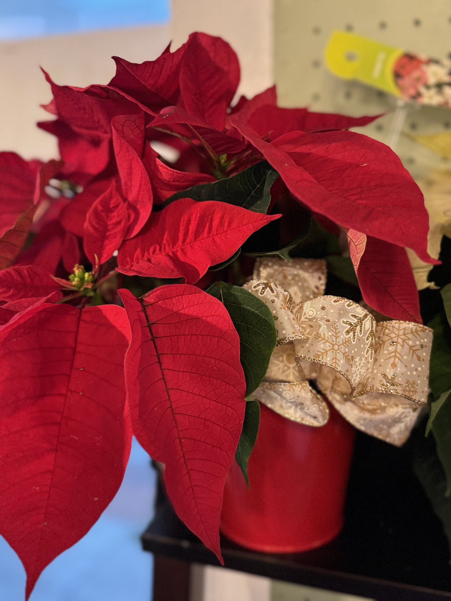 Poinsettia