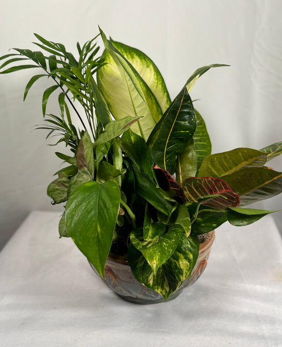 Load image into Gallery viewer, Dish Garden
