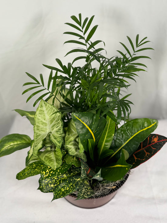 Load image into Gallery viewer, Dish Garden
