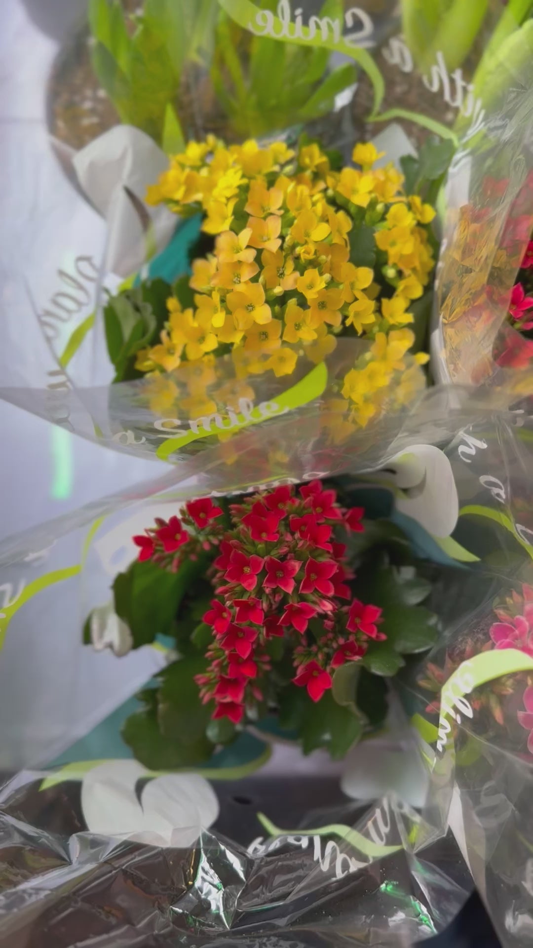 Planta de ciclamen en maceta