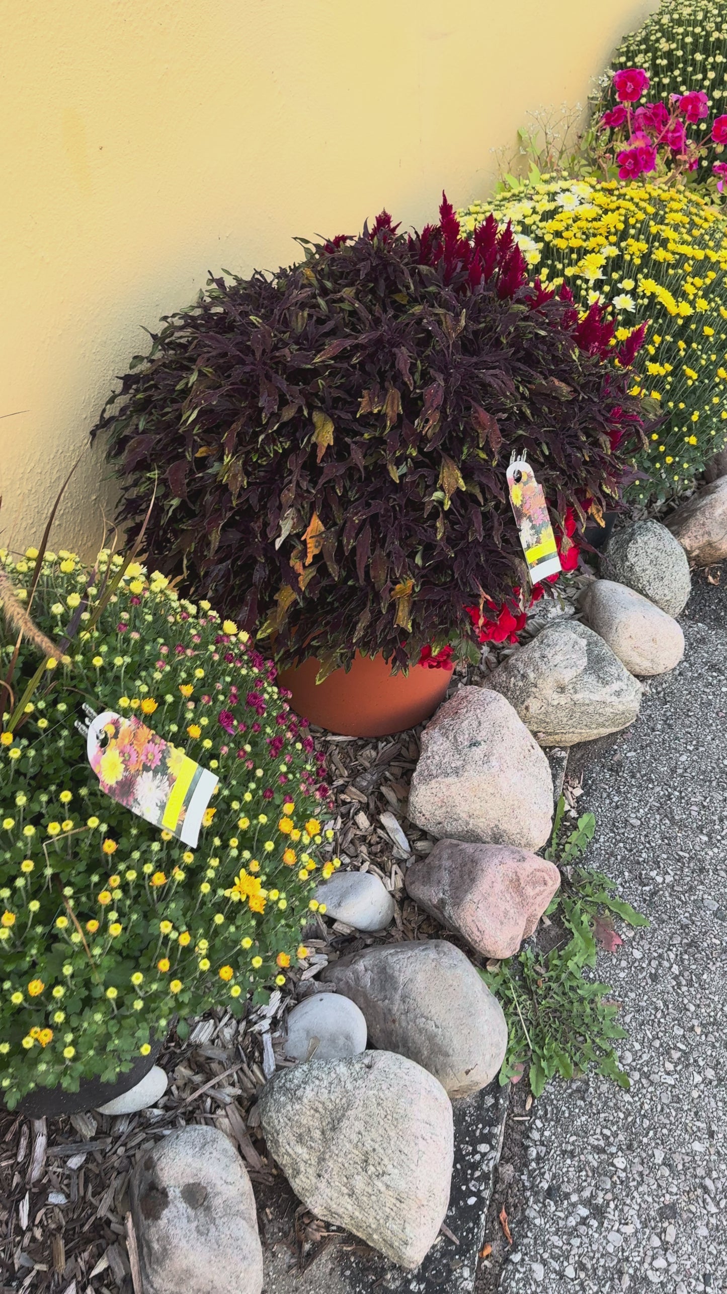 Mamá, planta resistente en maceta